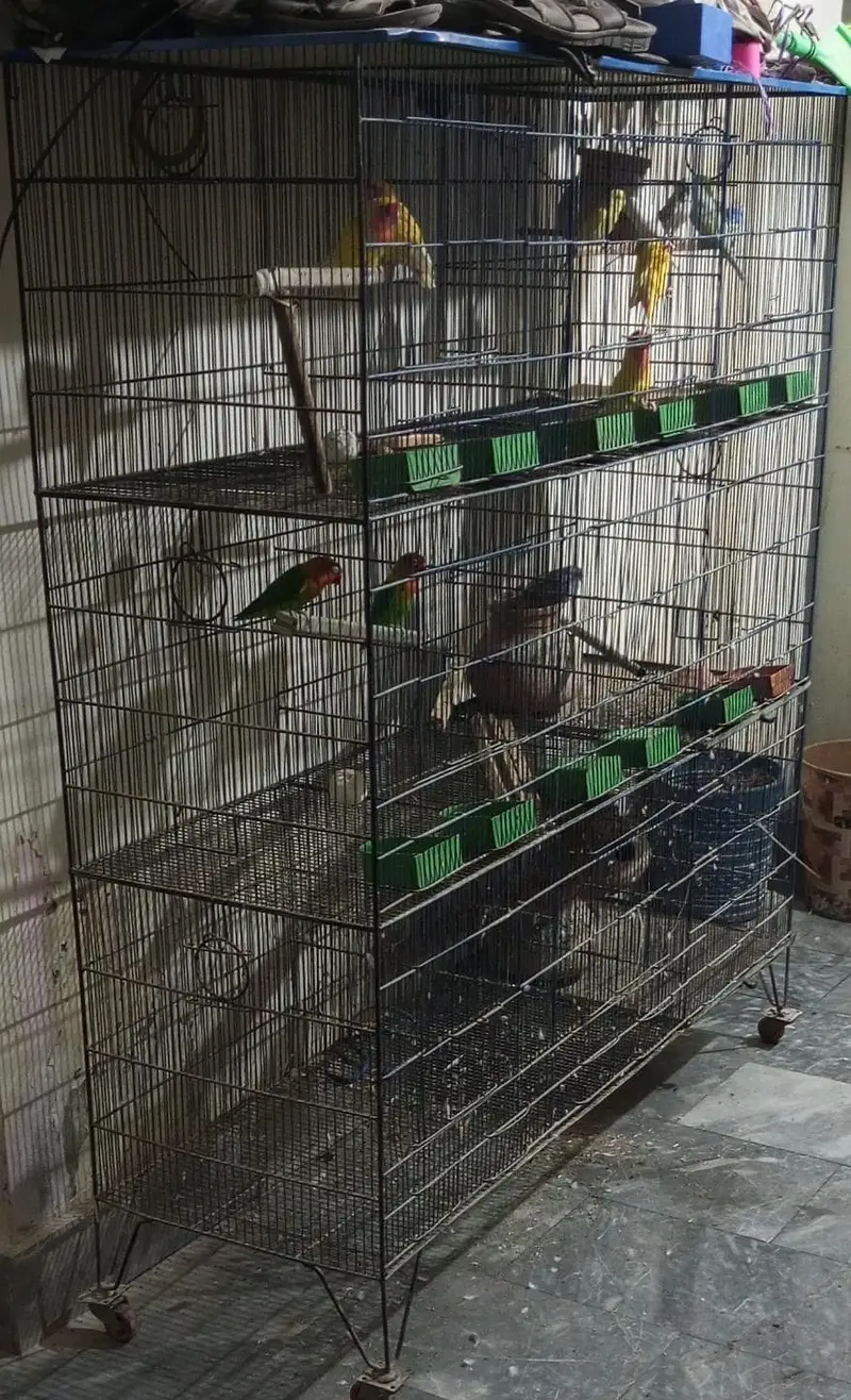 9 Box Breeding Cage+ 3 Breeder Pair (23000 Negotiable) Multan — photo 2