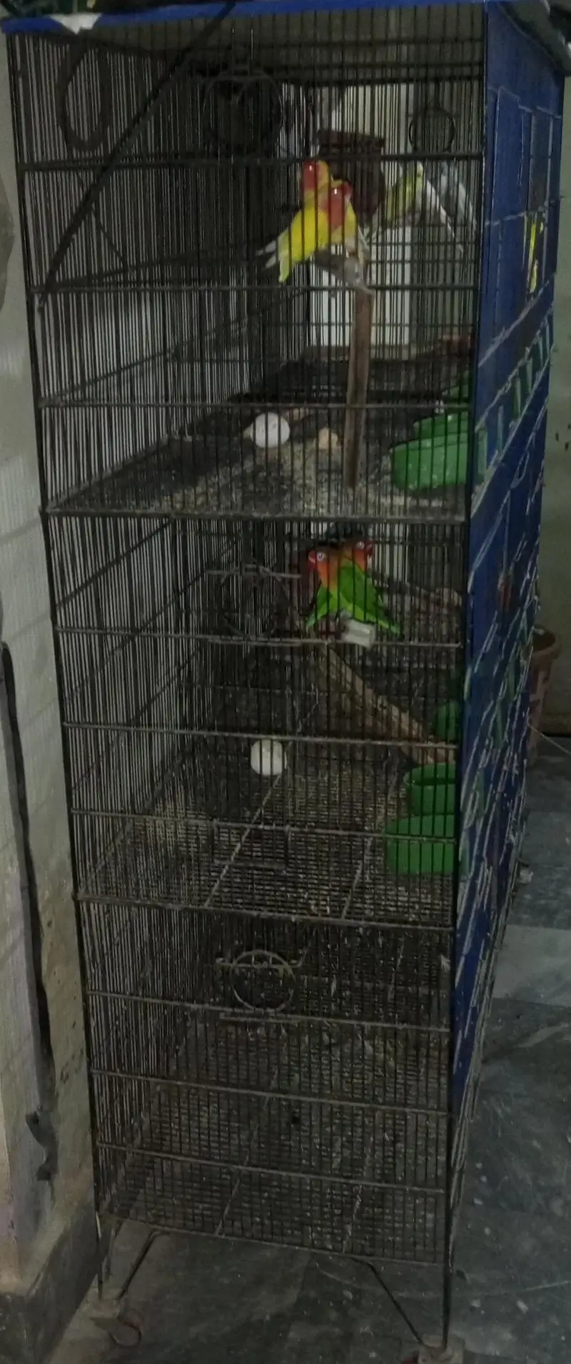 9 Box Breeding Cage+ 3 Breeder Pair (23000 Negotiable) Multan — photo 3