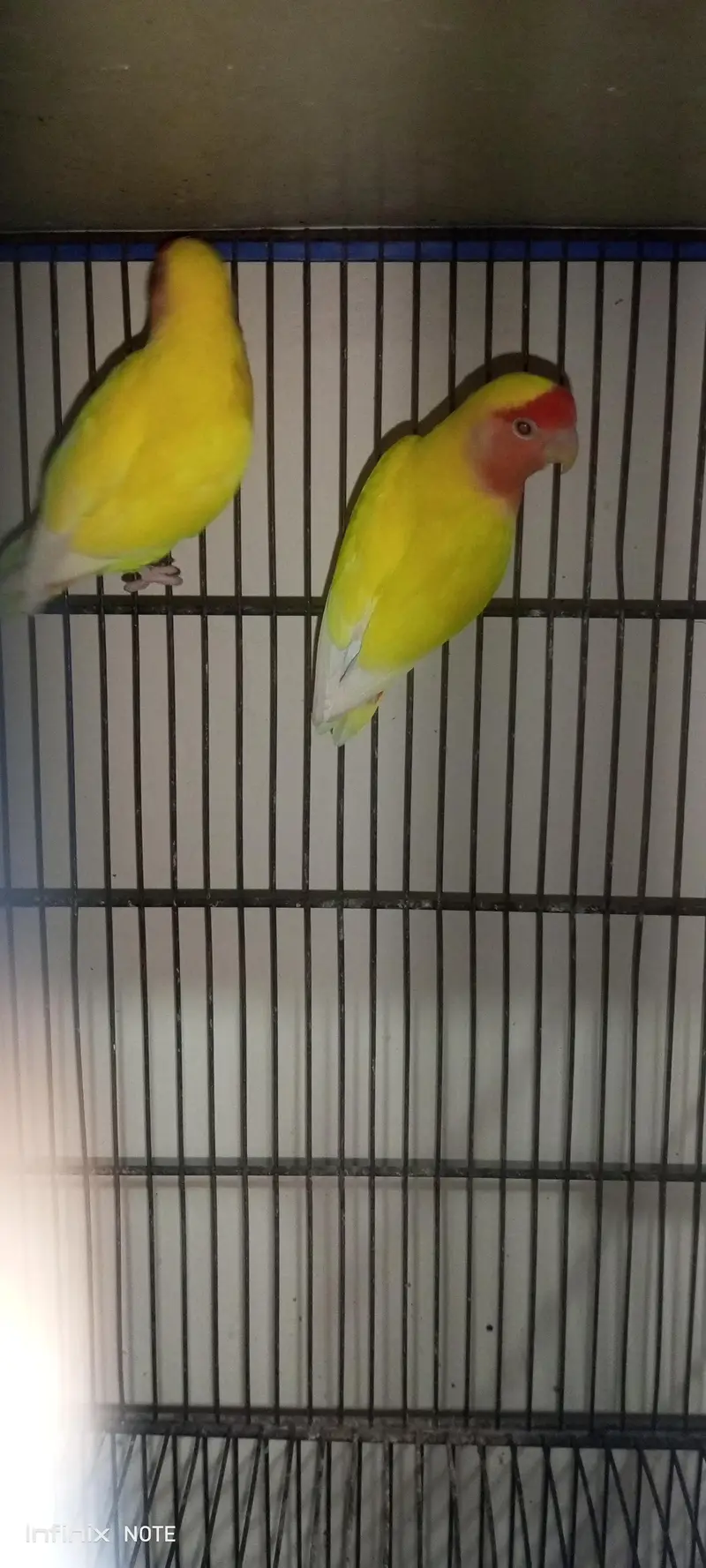 9 Box Breeding Cage+ 3 Breeder Pair (23000 Negotiable) Multan — photo 4