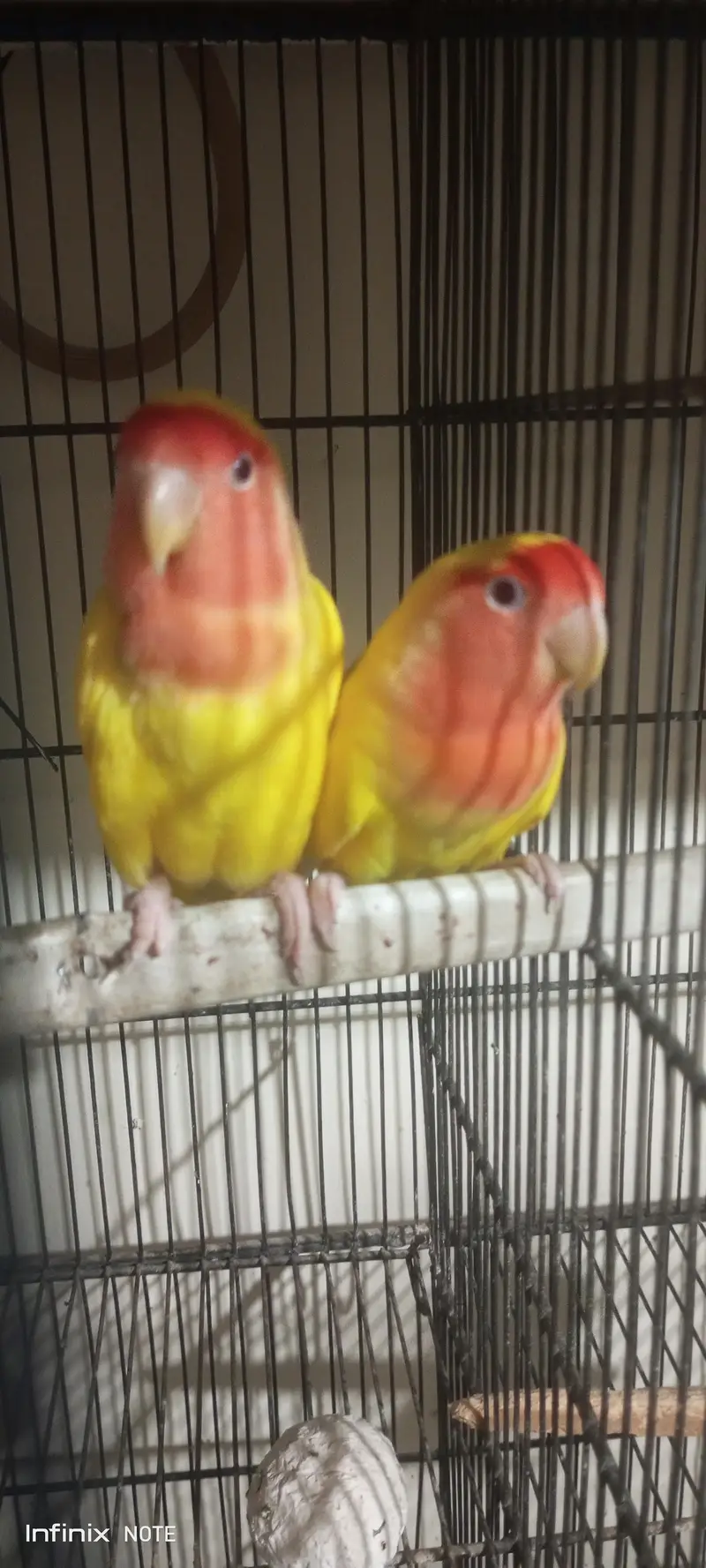 9 Box Breeding Cage+ 3 Breeder Pair (23000 Negotiable) Multan — photo 6
