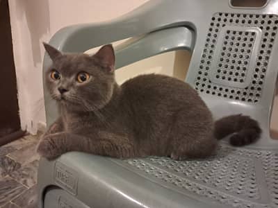 British shorthair female