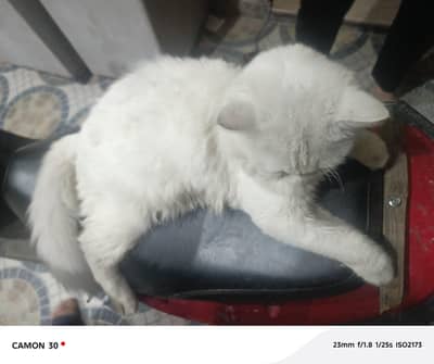 White Cat
