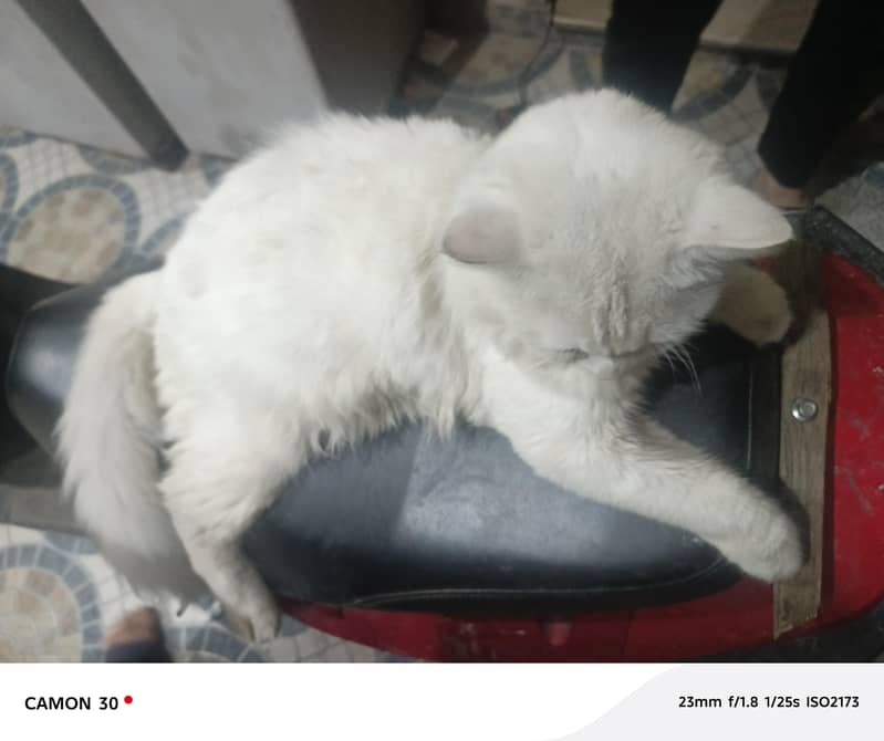 White Cat 0