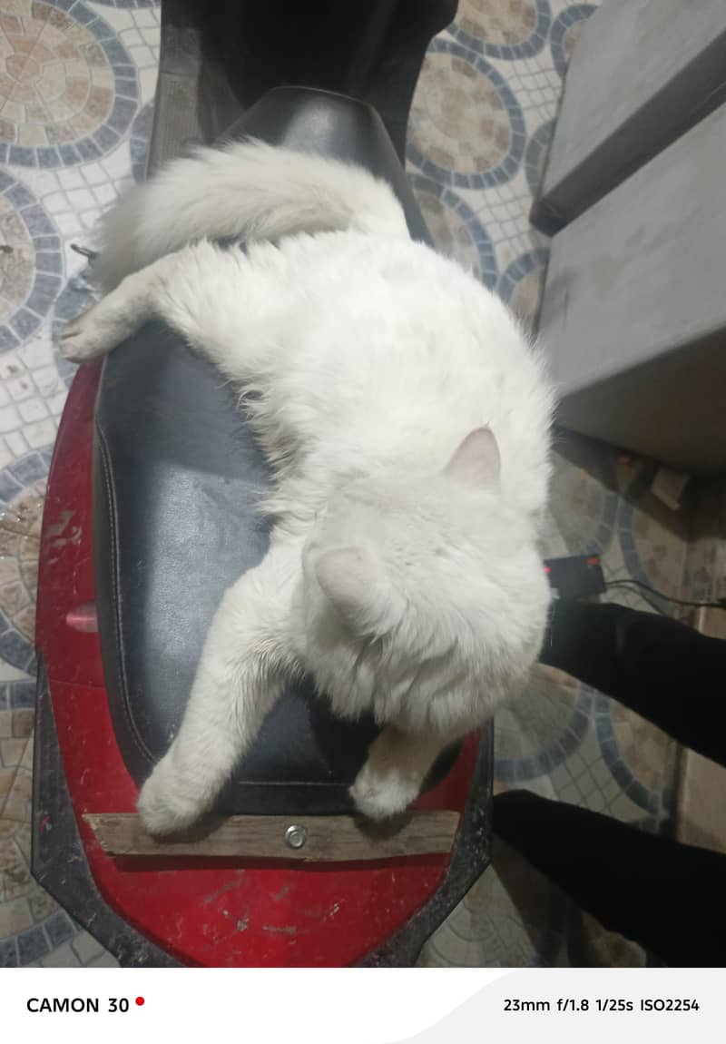 White Cat 1