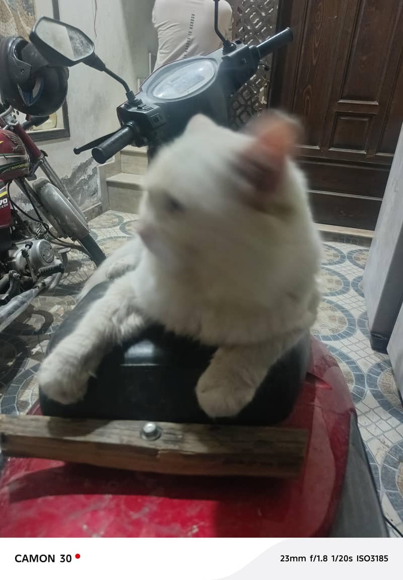 White Cat 2