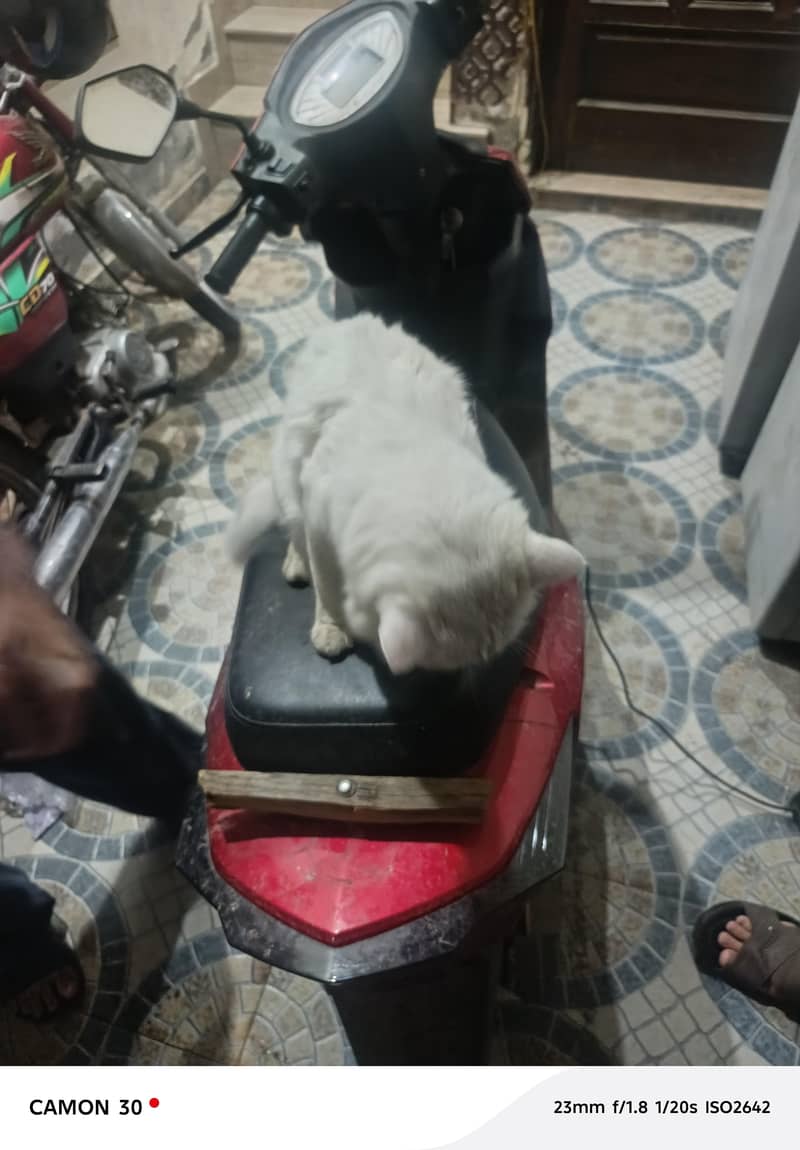 White Cat 3
