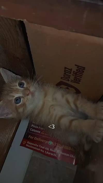 Persian kittens available