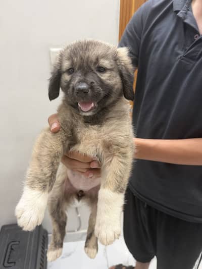 Healthy Large Breed Guardian Puppy – Dewormed – 2 Months – Islamabad