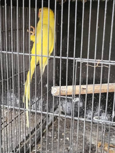 RiNG Nick Parrot For Sale