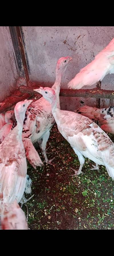 turkey birds chicks