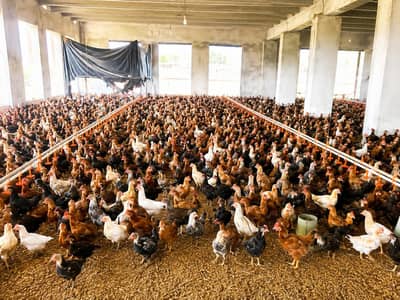 golden misri chicks