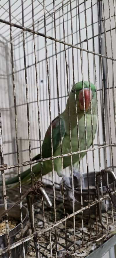 Kashmiri raw parrot (female) Hands tame (zero bite's)+talking