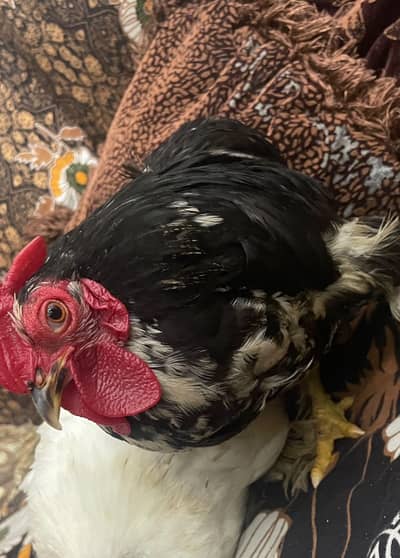 hens for sale bantam breed