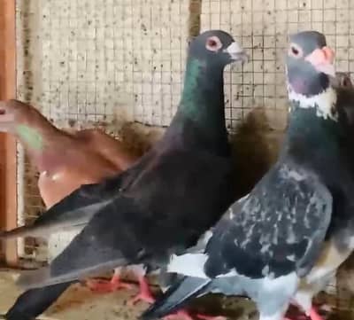 Three foster pair