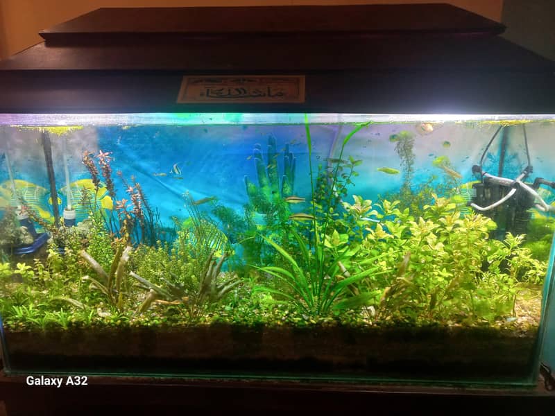 planted aquarium setup 0