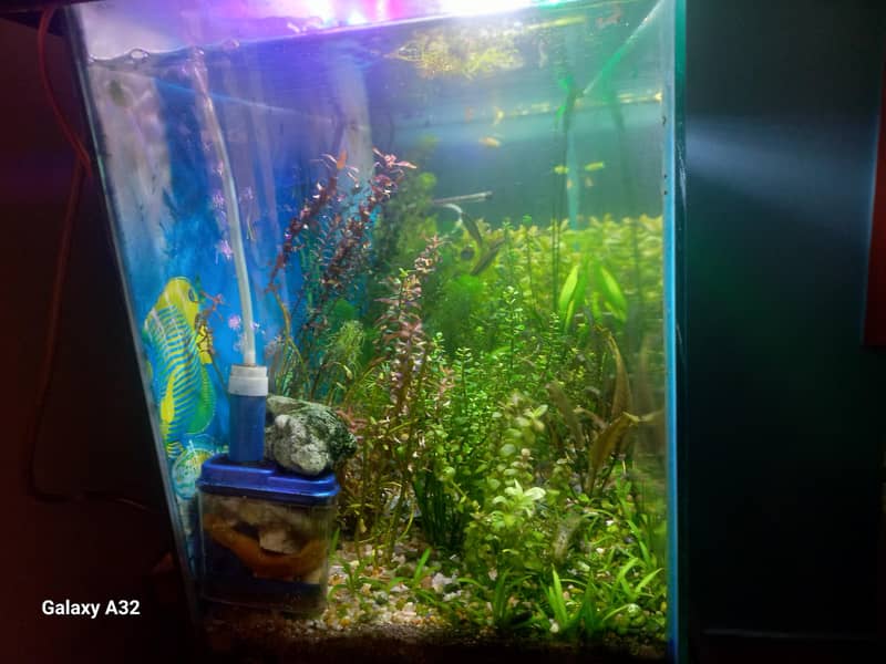 planted aquarium setup 1