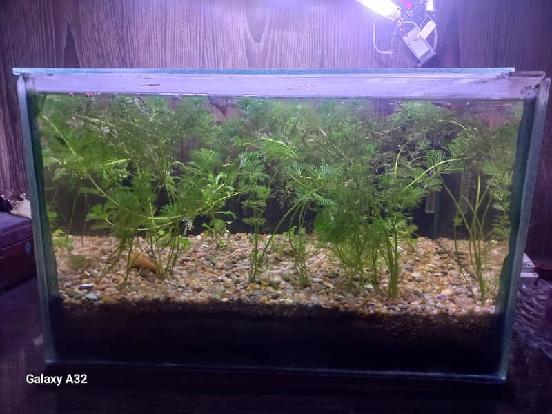planted aquarium setup 2