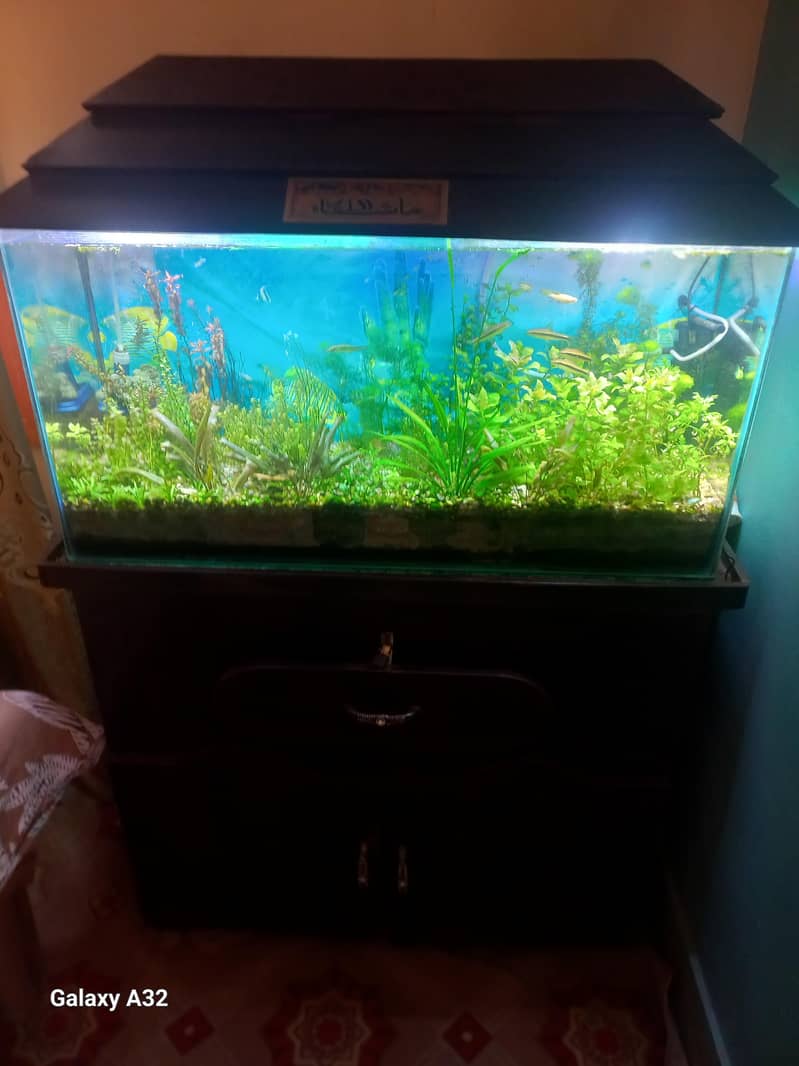 planted aquarium setup 3