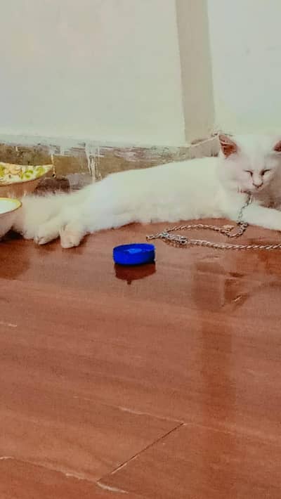 Persian cat