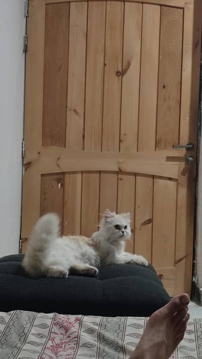 Persian cat for sale MIMI