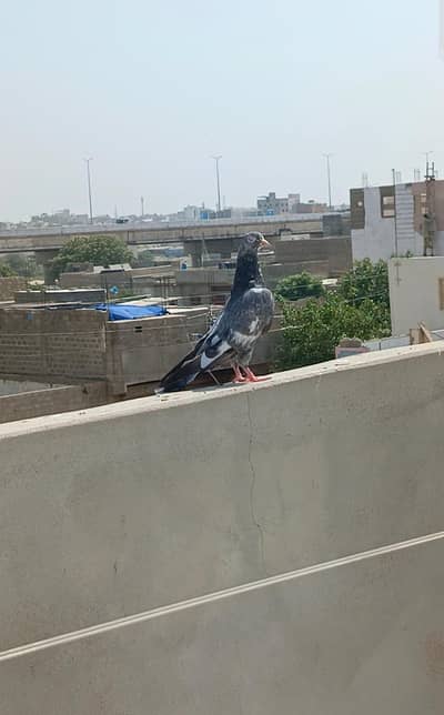 ziira madi , malir
