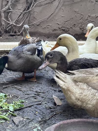 Ducks for Sale | Daily Eggs | Home grown