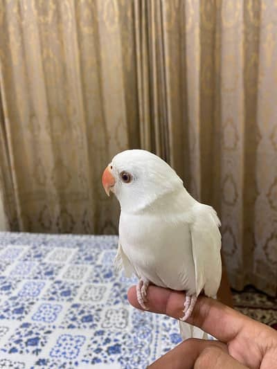White Indian Albino Ringneck
