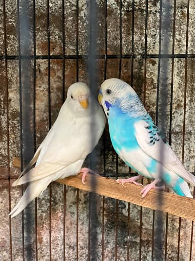 Budgie Breeder Pair