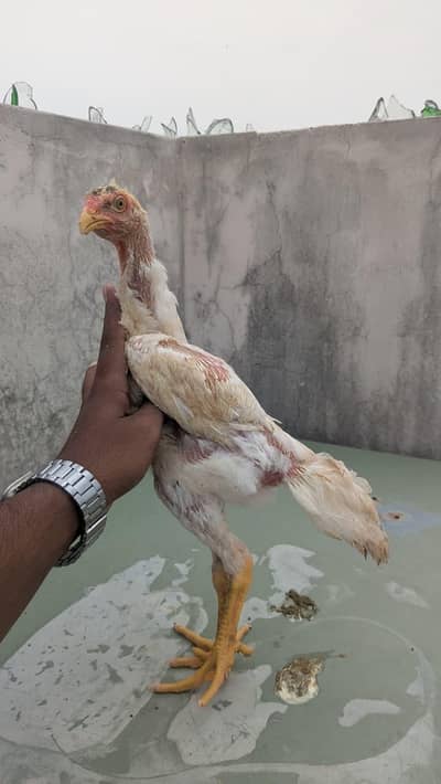WHITE O SHAMO CHICKS HIGH QUALITY