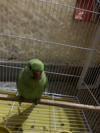 Green pet bird 5 minths hand tame