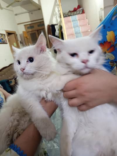 WHITE PERSIAN CAT PAIR FOR SALE