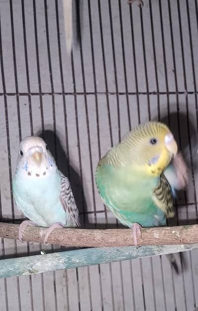 Budgies parrot sex female so beautiful color
