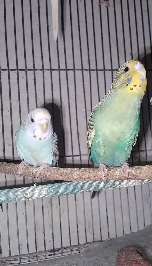 Budgies parrot sex female so beautiful color — photo 2
