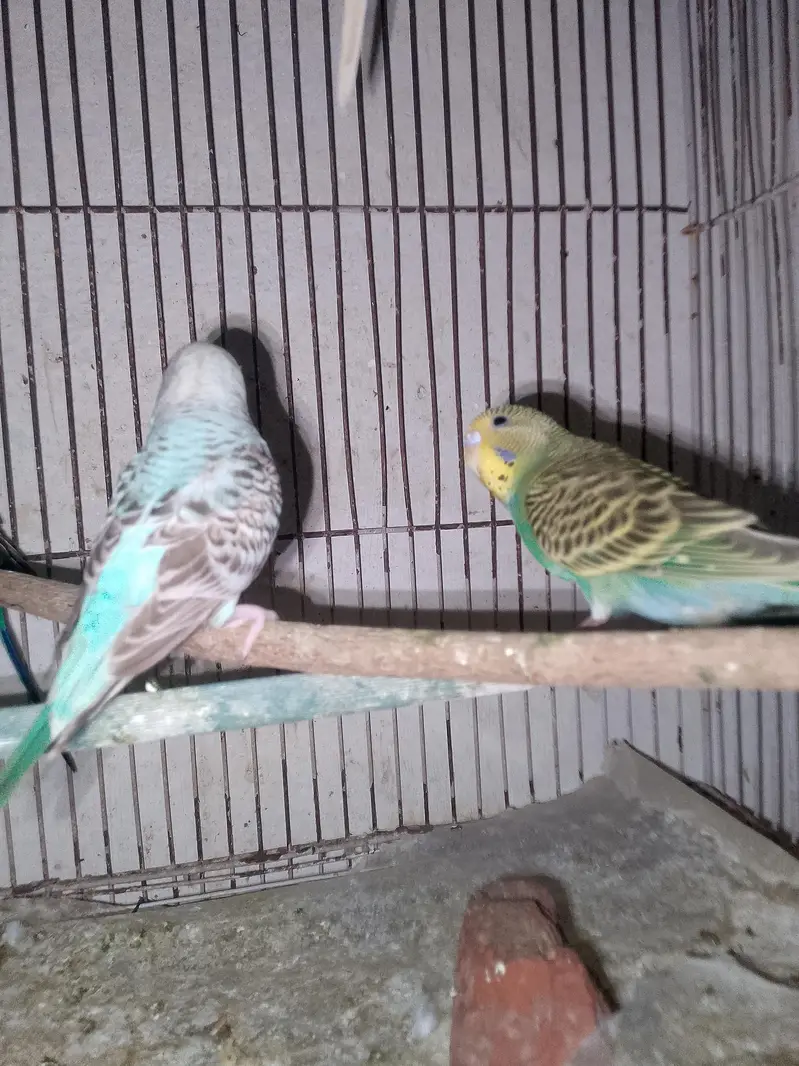 Budgies parrot sex female so beautiful color — photo 3