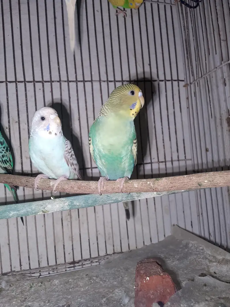 Budgies parrot sex female so beautiful color — photo 4