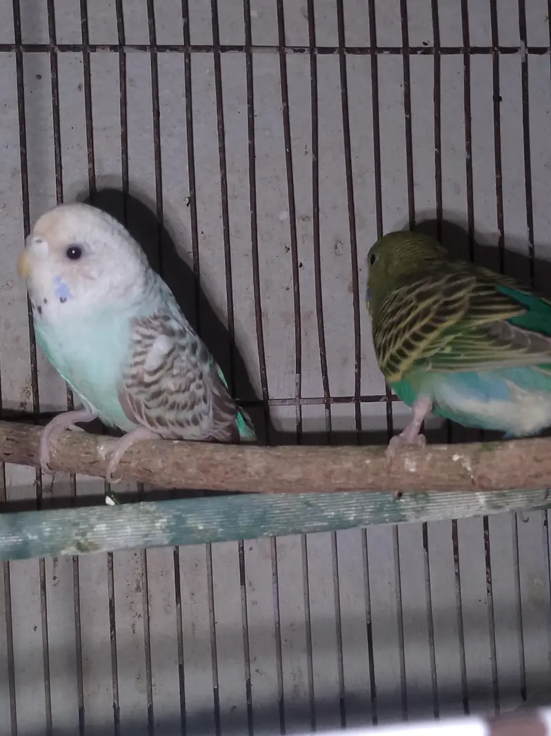 Budgies parrot sex female so beautiful color — photo 5
