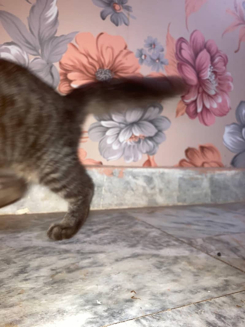kitten 4