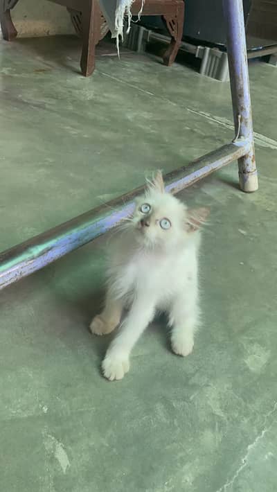 Persian kitten/Blue eyes kitten/03247627801 WhatsApp/Himalyan kitten