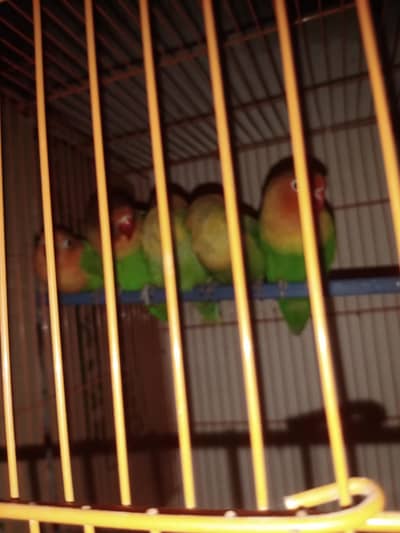 love birds