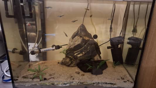 87 Litre Aquarium ( No filter, No decoration )