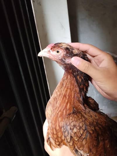 zero size murgi Mainwali aseel