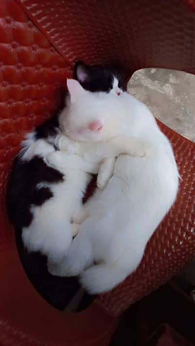 healty and active pair for sale only 20 k cash on delivery