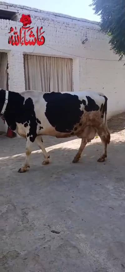 Australian Cross Cow | Pregnant | 21 days Remaining | Third Lectation