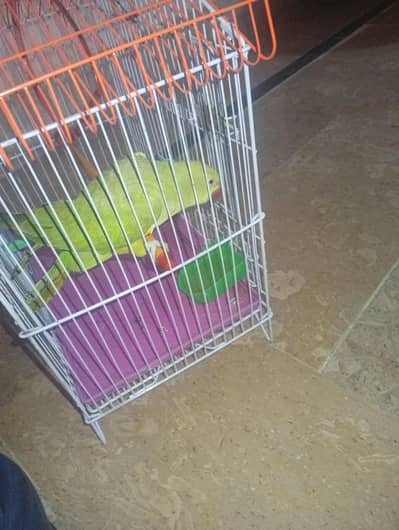 Healthy Mithu Tota with Cage for Sale