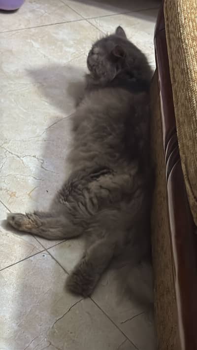Persian multiple cats …. . Female kitten and 2 cats of 18 months.