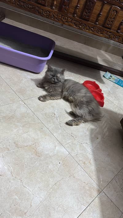 Persian multiple cats …. . Female kitten and 2 cats of 18 months.