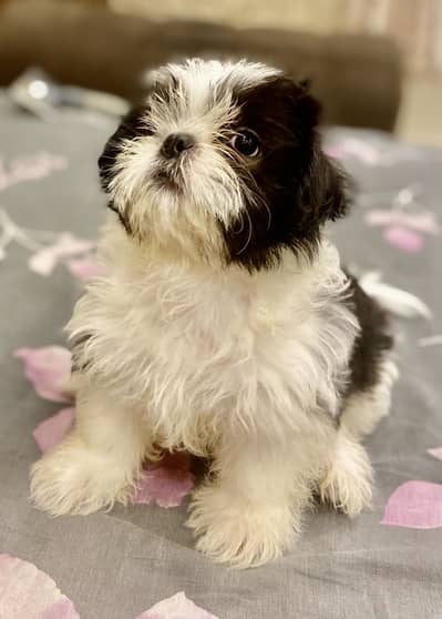 2 Shihtzu Puppies for Sale