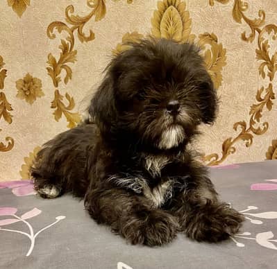 Shihtzu Puppies for Sale