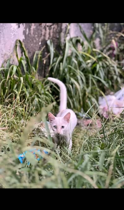persian kitten blue eyes double coat