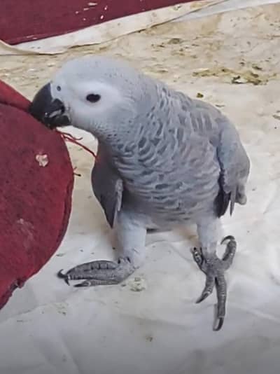 Grey Parrot Chick